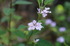 Verbenaceae
