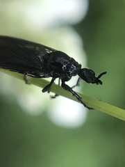 Dilophus febrilis