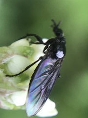Dilophus febrilis