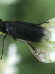 Dilophus febrilis