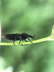 Dilophus febrilis