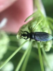 Dilophus febrilis