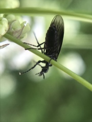 Dilophus febrilis