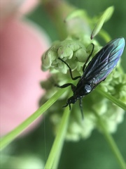 Dilophus febrilis