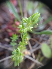 Lysimachia linum-stellatum, photograph ARBA Tres Cantos, CC BY, iNaturalist via GBIF