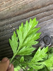 Artemisia vulgaris