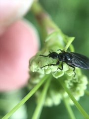 Dilophus febrilis
