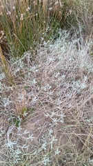 Senecio crassiflorus