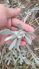 Senecio crassiflorus