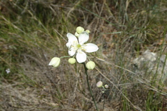 Thalictrum tuberosum