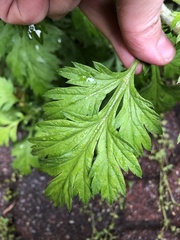 Artemisia vulgaris