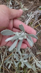 Senecio crassiflorus