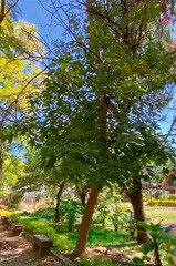 Euphorbia pulcherrima