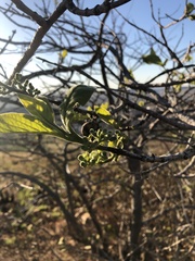 Vangueria