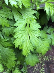 Artemisia vulgaris