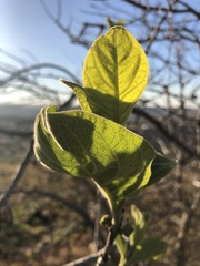 Vangueria
