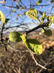 Vangueria