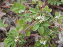 Trifolium scabrum