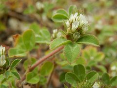 Trifolium scabrum
