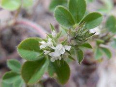 Trifolium scabrum