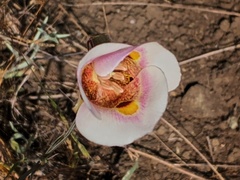Calochortus argillosus