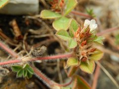 Trifolium scabrum