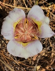 Calochortus argillosus