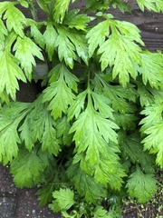 Artemisia vulgaris