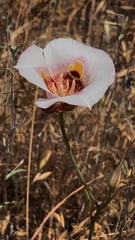 Calochortus argillosus