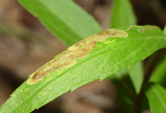 Calycomyza solidaginis
