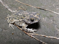 Rhinella centralis