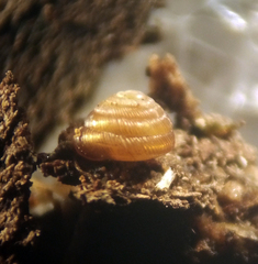 Strobilops labyrinthicus