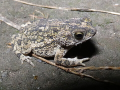 Rhinella centralis