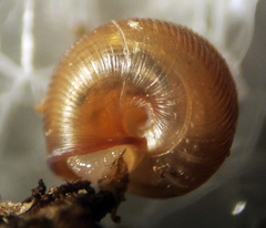Strobilops labyrinthicus