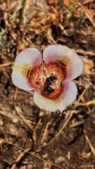 Calochortus argillosus