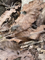Ithycerus noveboracensis
