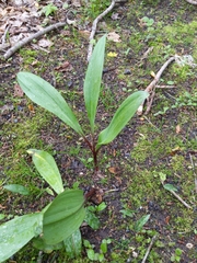 Allium tricoccum tricoccum