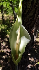 Dracunculus canariensis