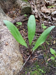 Allium tricoccum tricoccum