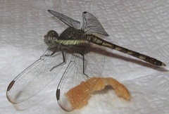 Erythrodiplax longitudinalis