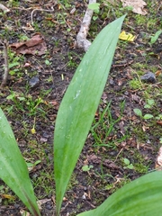 Allium tricoccum tricoccum