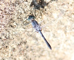 Oligoclada abbreviata