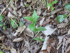 Eupatorium godfreyanum