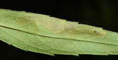 Calycomyza solidaginis
