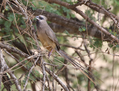 Colius striatus integralis