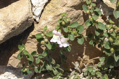 Antirrhinum molle