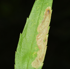 Calycomyza solidaginis