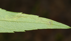 Calycomyza solidaginis