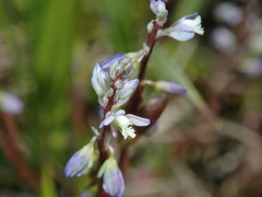 Polygala amarella