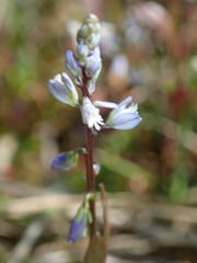 Polygala amarella